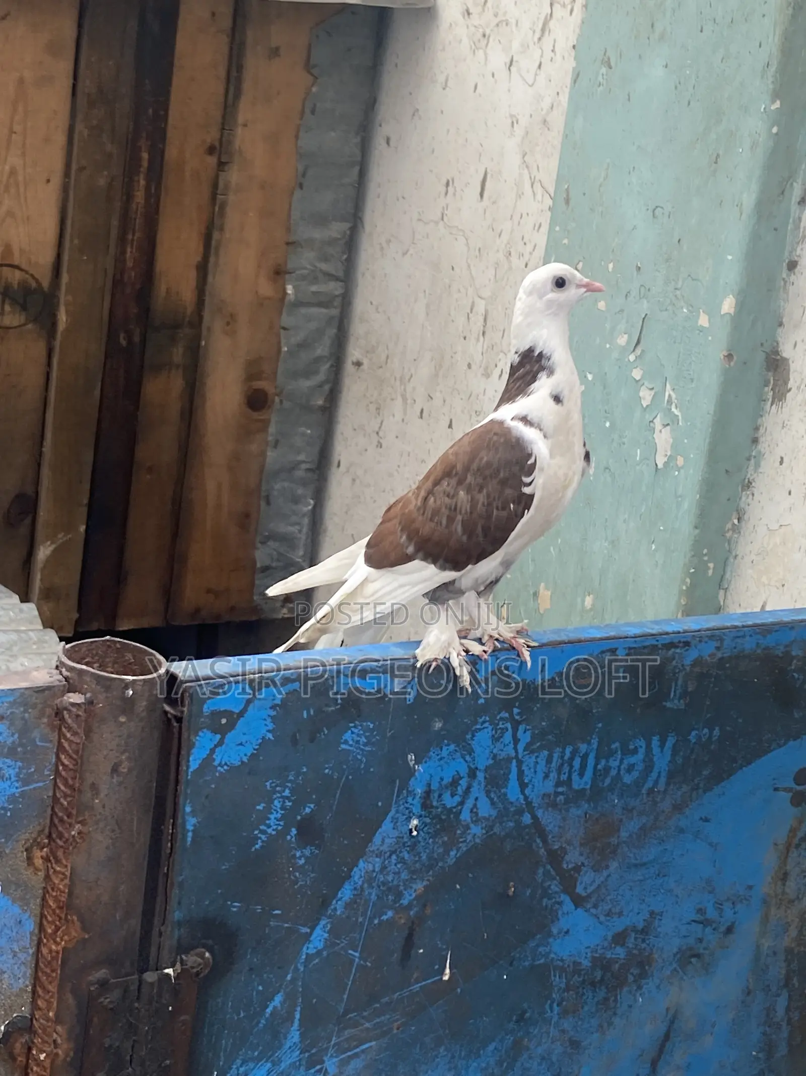 Booted Pigeons