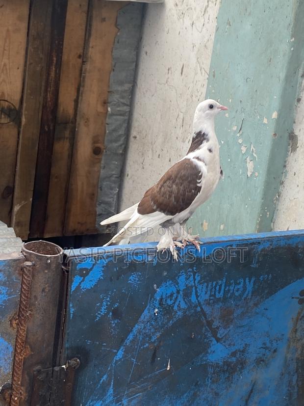 Booted Pigeons - thumbnail 6