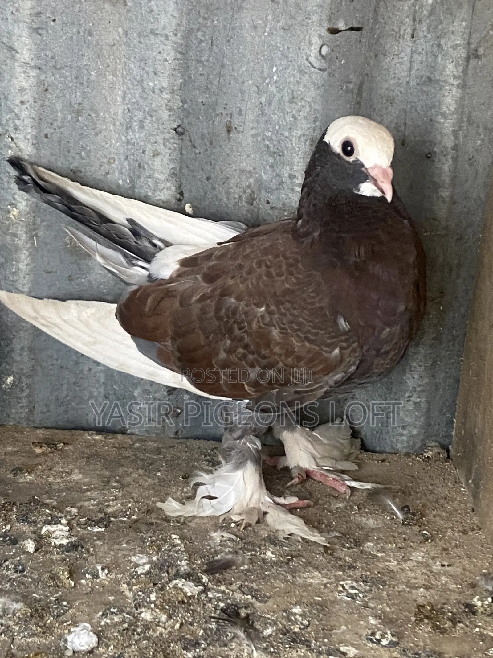 Booted Pigeons