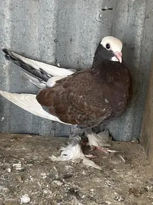 Booted Pigeons