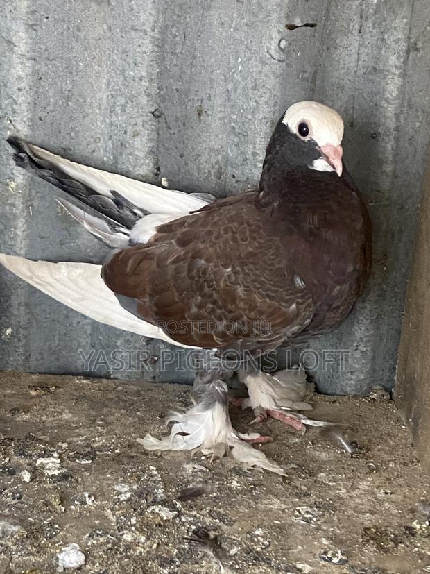 Booted Pigeons - thumbnail 5