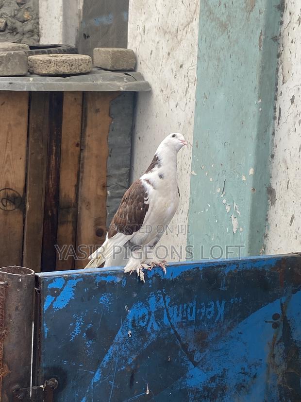 Booted Pigeons - thumbnail 7