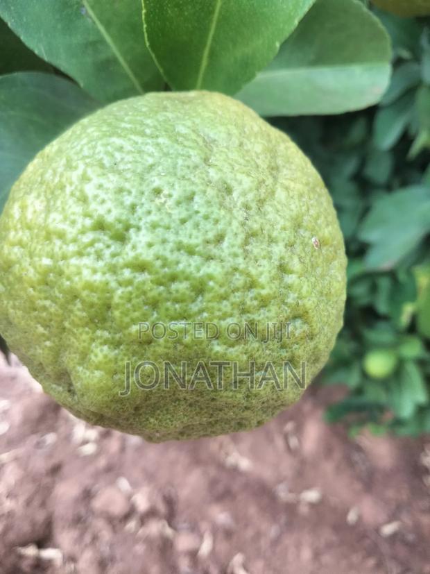 Pixies, Tangerine and Rough Skinned Lemons - thumbnail 2