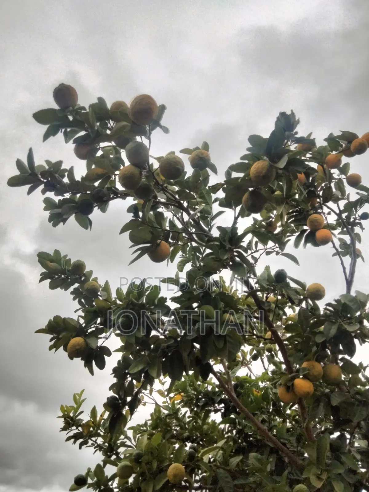 Pixies, Tangerine and Rough Skinned Lemons