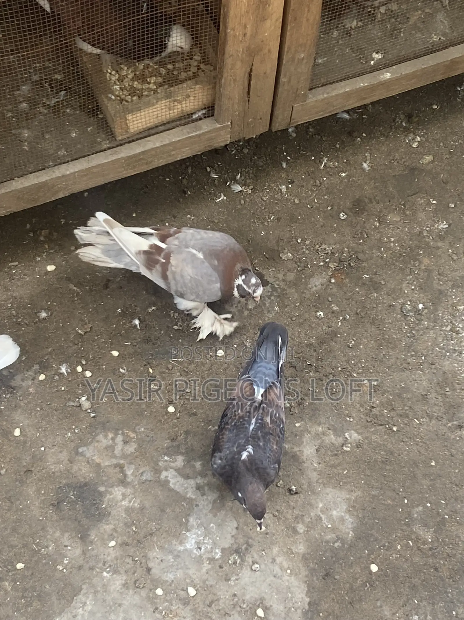 Booted Pigeons