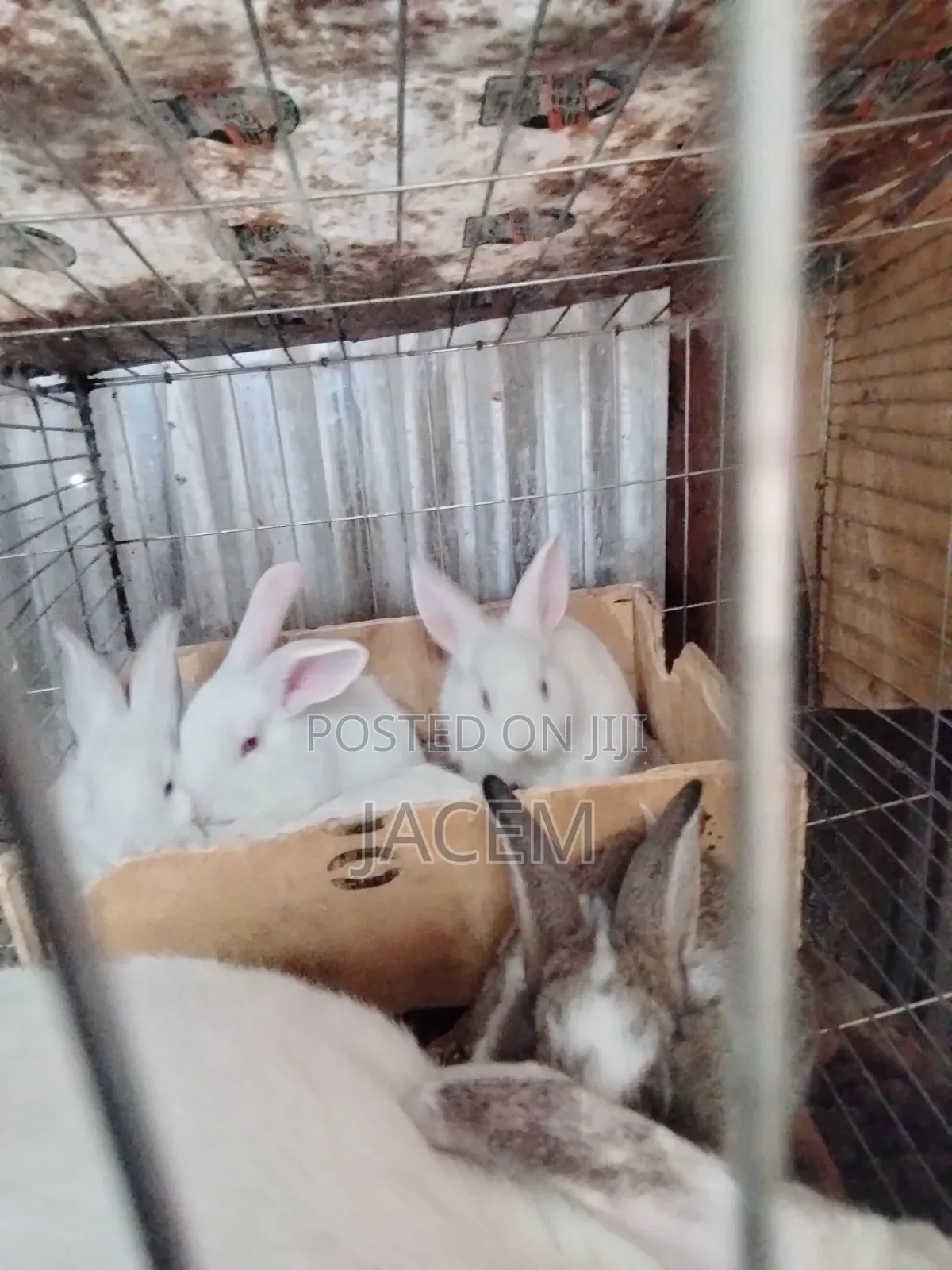 Rabbits For Sale