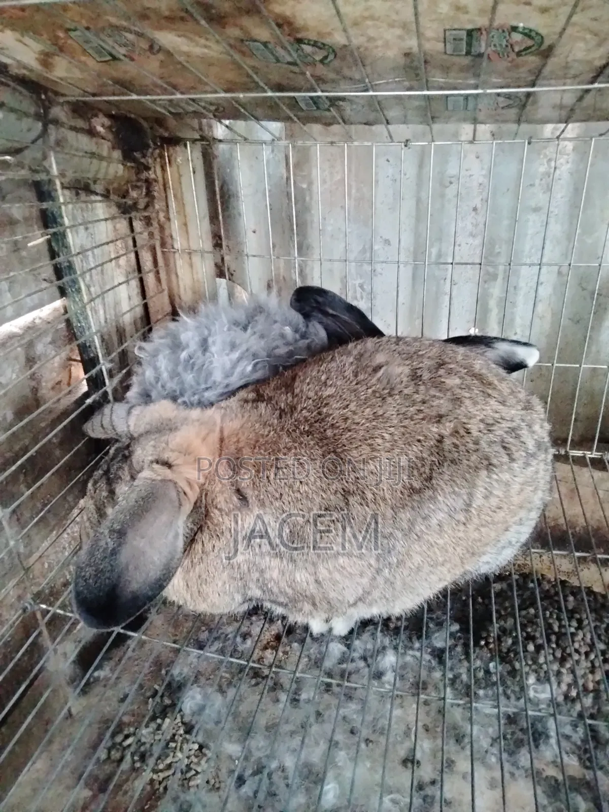 Rabbits For Sale