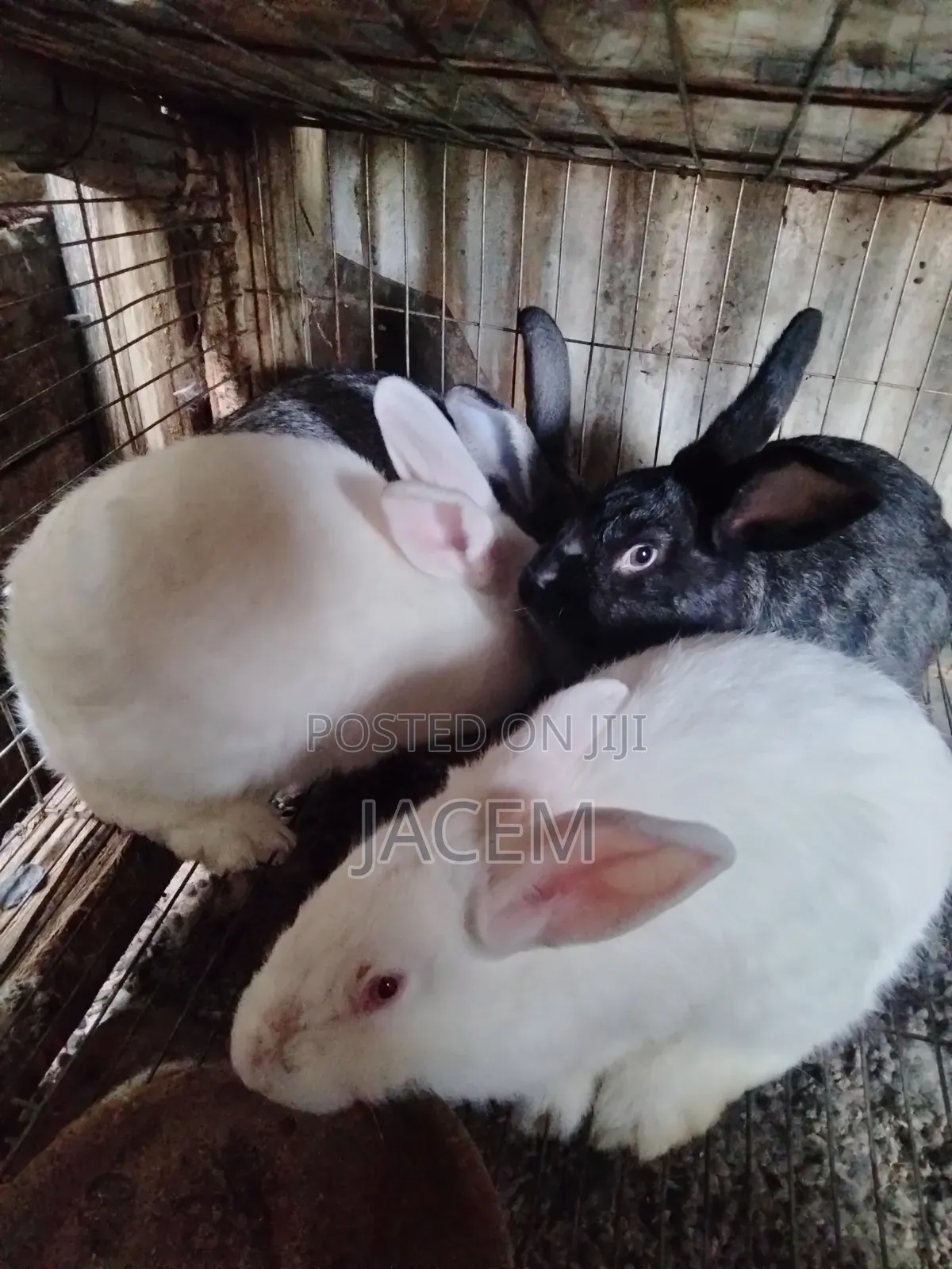 Rabbits For Sale