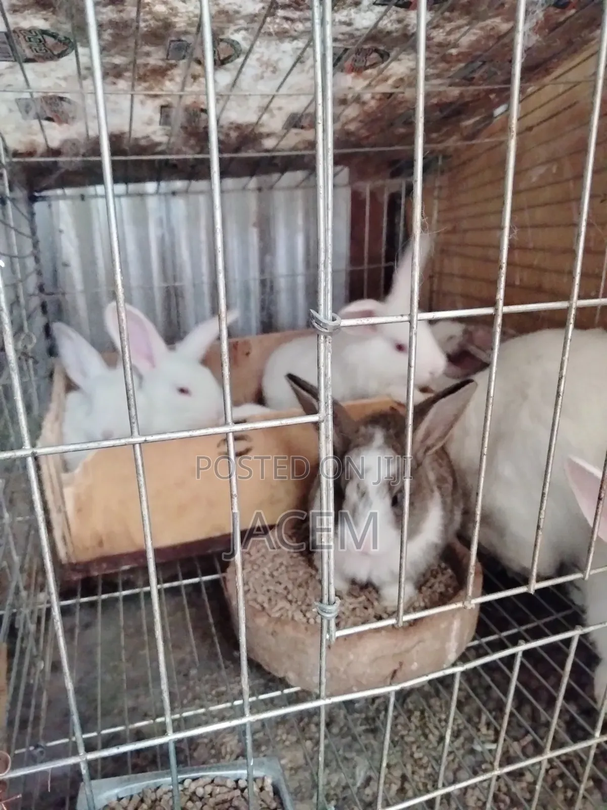 Rabbits For Sale