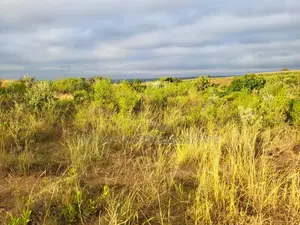 50x100 Plot for Sale in Narok Olepolos – Kes 300,000