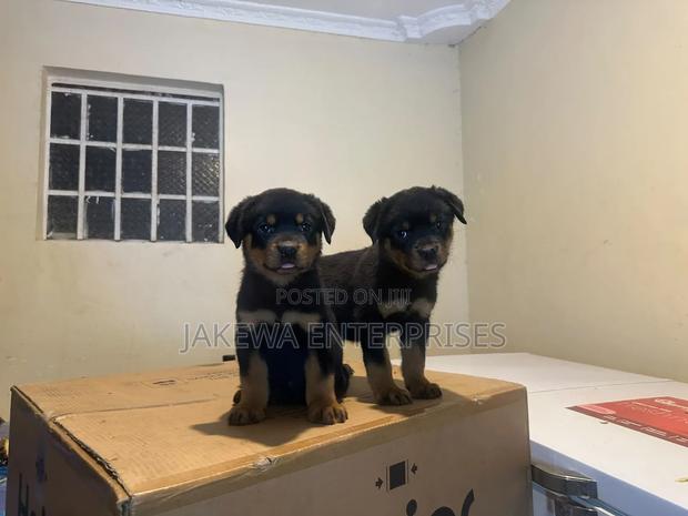 1-3 months Male Purebred Rottweiler - main view