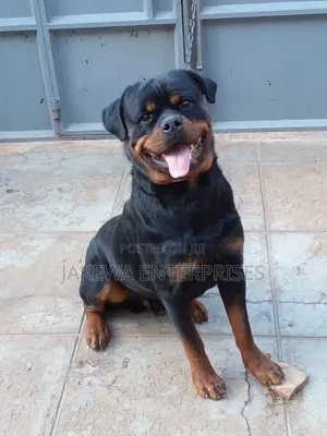 1-3 months Male Purebred Rottweiler