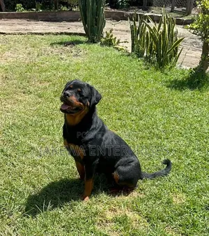 1-3 months Male Purebred Rottweiler