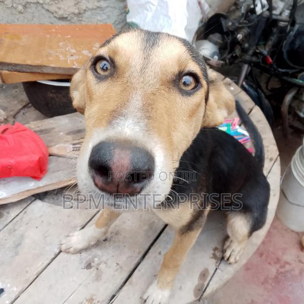 3-6 months Male Mixed Breed Dog