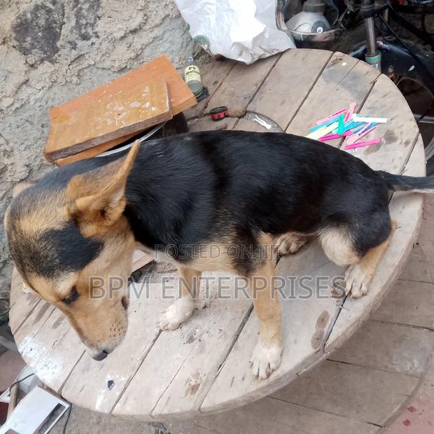 3-6 months Male Mixed Breed Dog - thumbnail 2