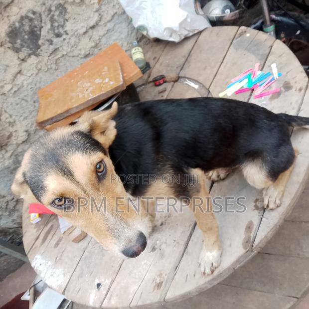 3-6 months Male Mixed Breed Dog - thumbnail 3