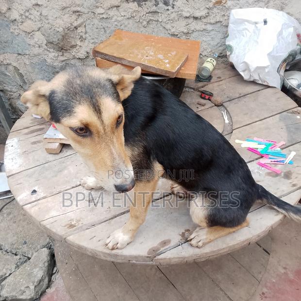 3-6 months Male Mixed Breed Dog - thumbnail 4