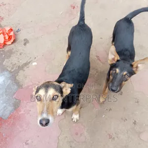 3-6 months Male Mixed Breed Pointer
