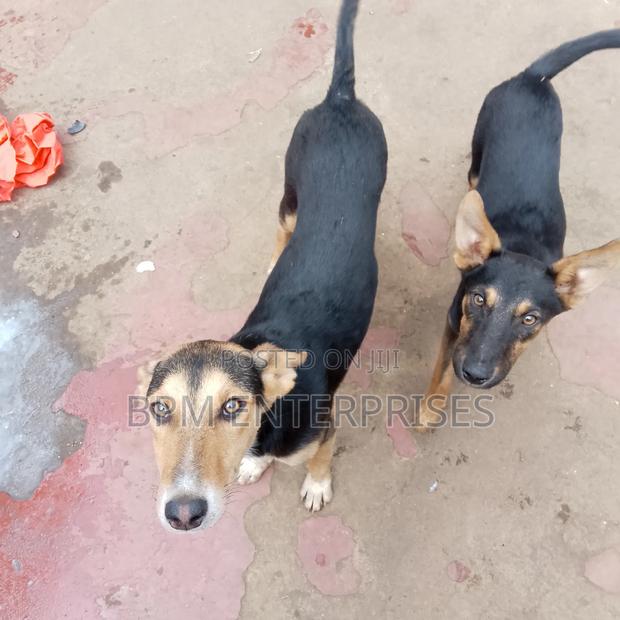 3-6 months Male Mixed Breed Dog - thumbnail 5
