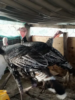Royal Turkey