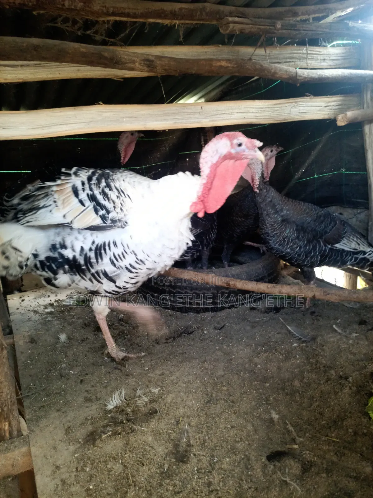 Royal Turkey