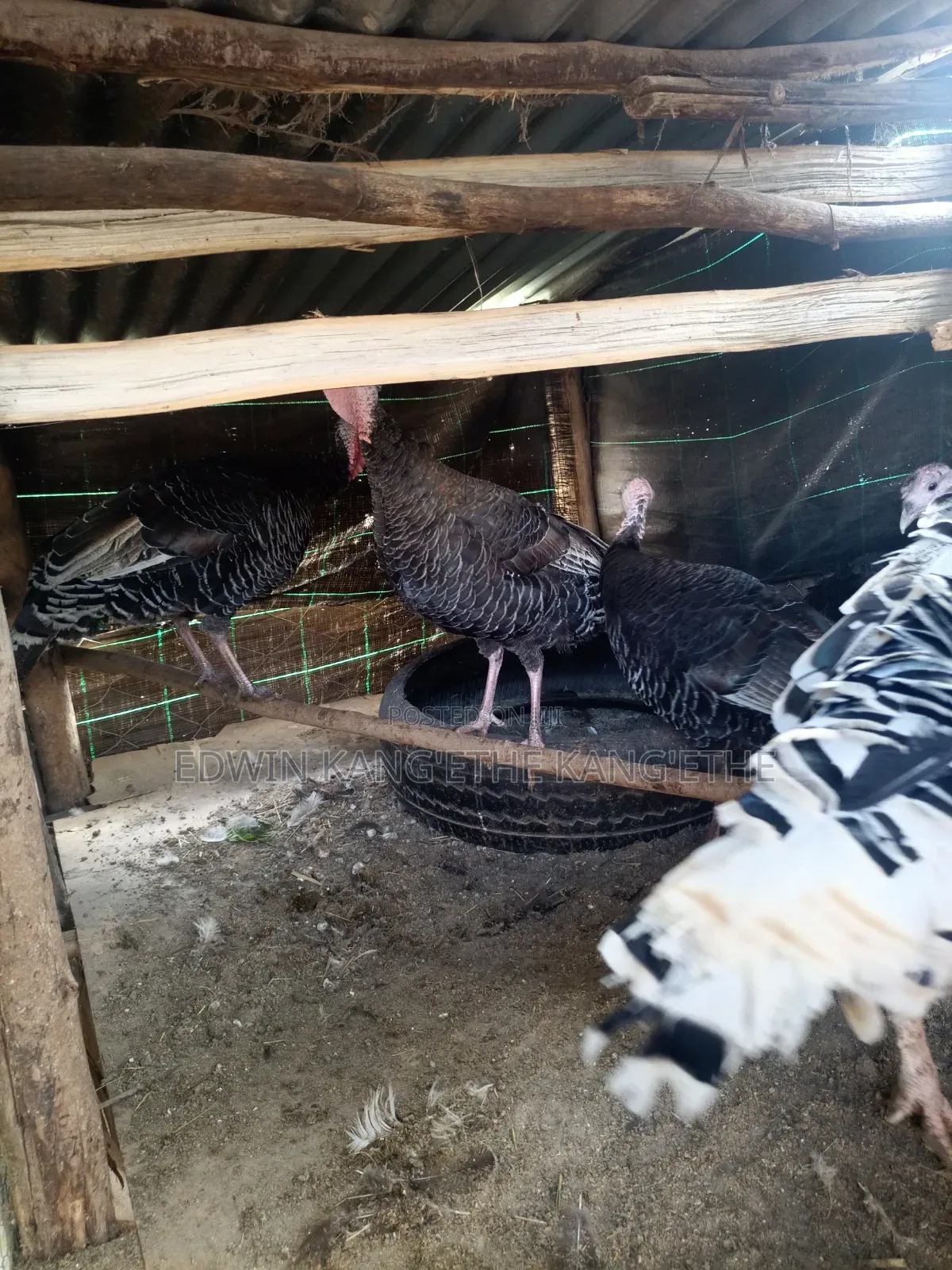 Royal Turkey