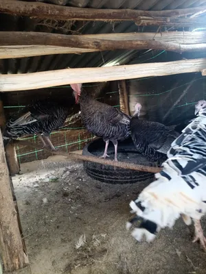 Royal Turkey