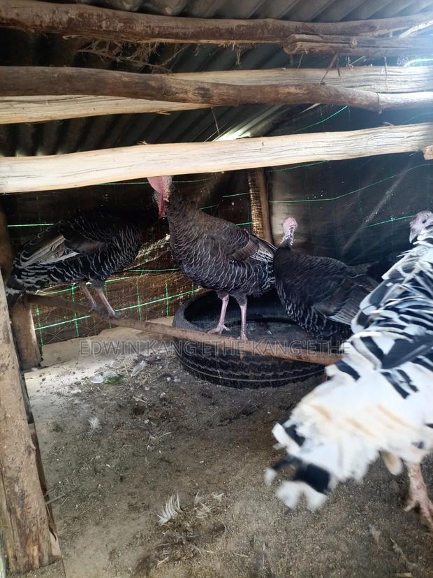 Royal Turkey - thumbnail 3