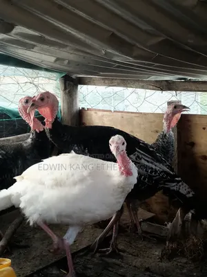Royal Turkey