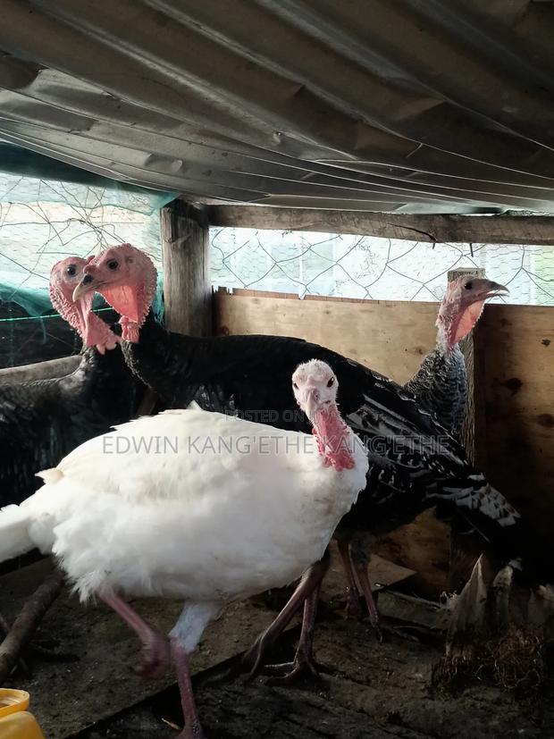 Royal Turkey - thumbnail 4