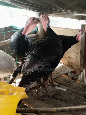 Royal Turkey