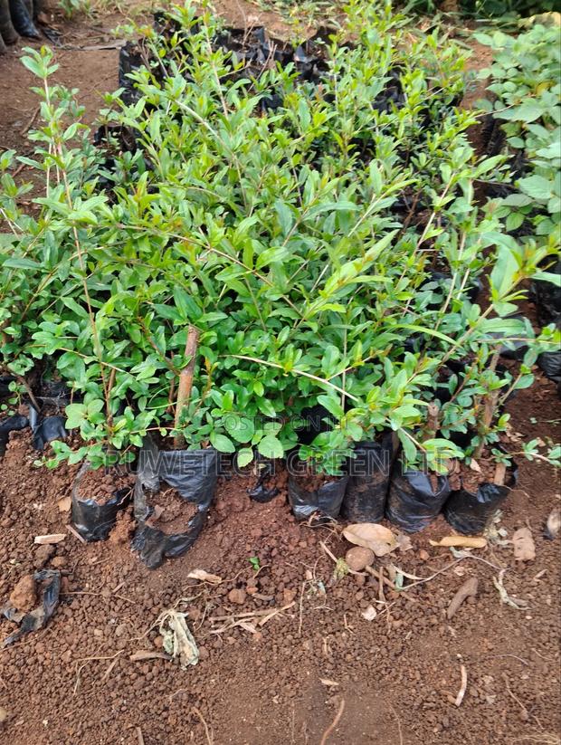 Bhangwa Pomegranate Cutting - main view