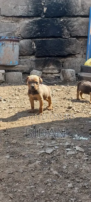 0-1 month Male Purebred Boerboel