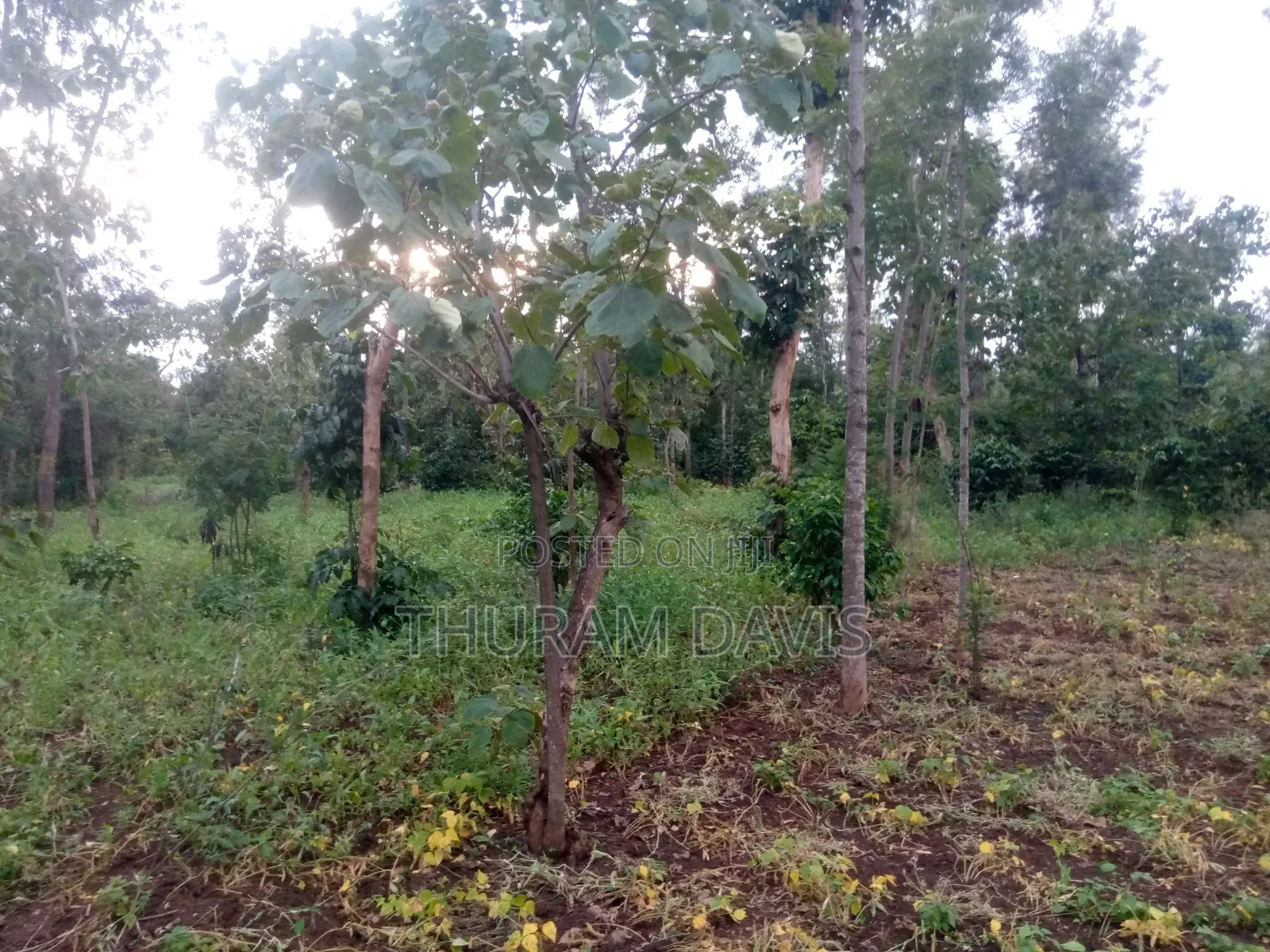 1/4 Acre Ruiri,Tutua