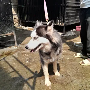 1+ year Female Purebred Siberian Husky