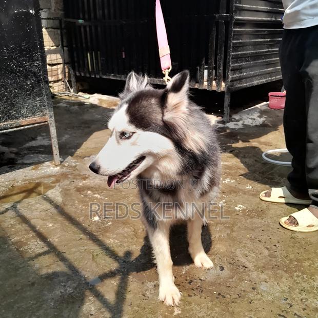 1+ year Female Purebred Siberian Husky