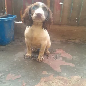 1+ year Female Purebred English Springer Spaniel