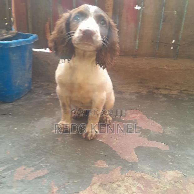 1+ year Female Purebred English Springer Spaniel