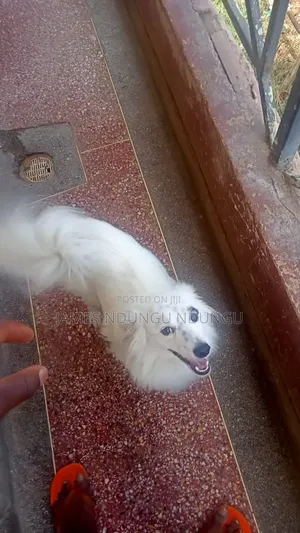 6-12 months Male Purebred Japanese Spitz