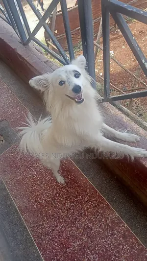 6-12 months Male Purebred Japanese Spitz