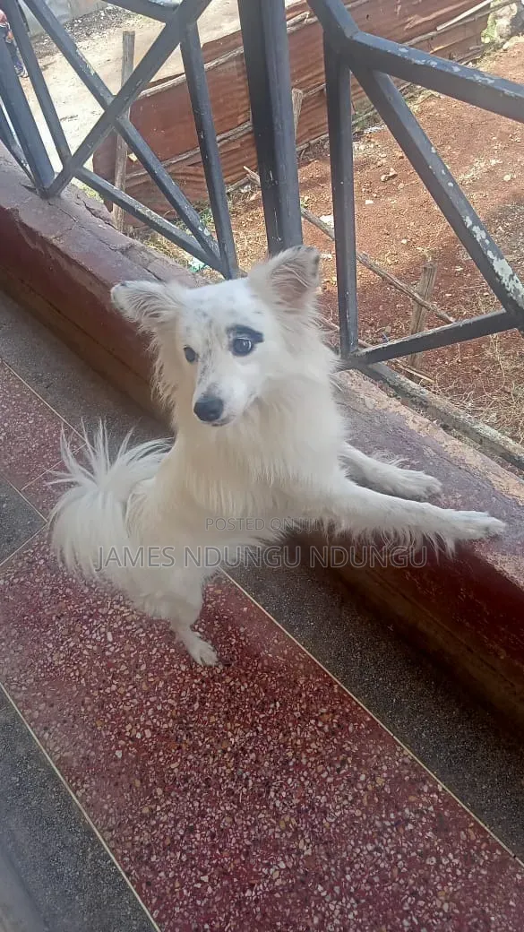 6-12 months Male Purebred Japanese Spitz