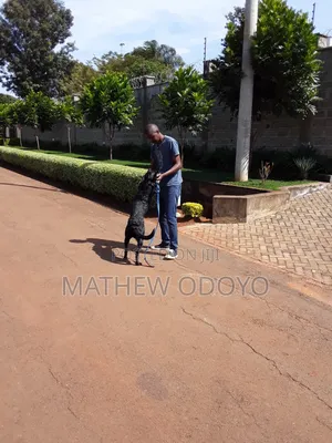Dog Walker