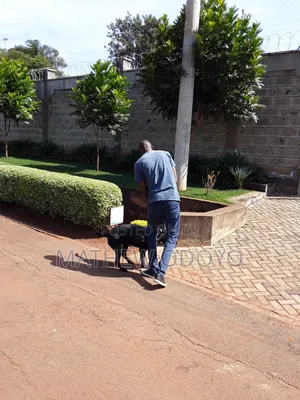 Dog Walker