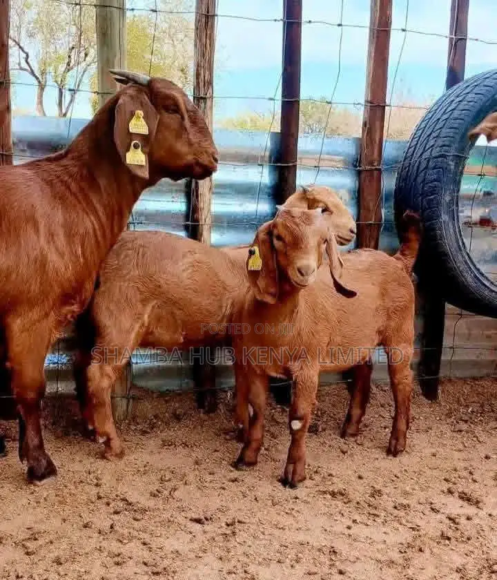 Red Kalahari