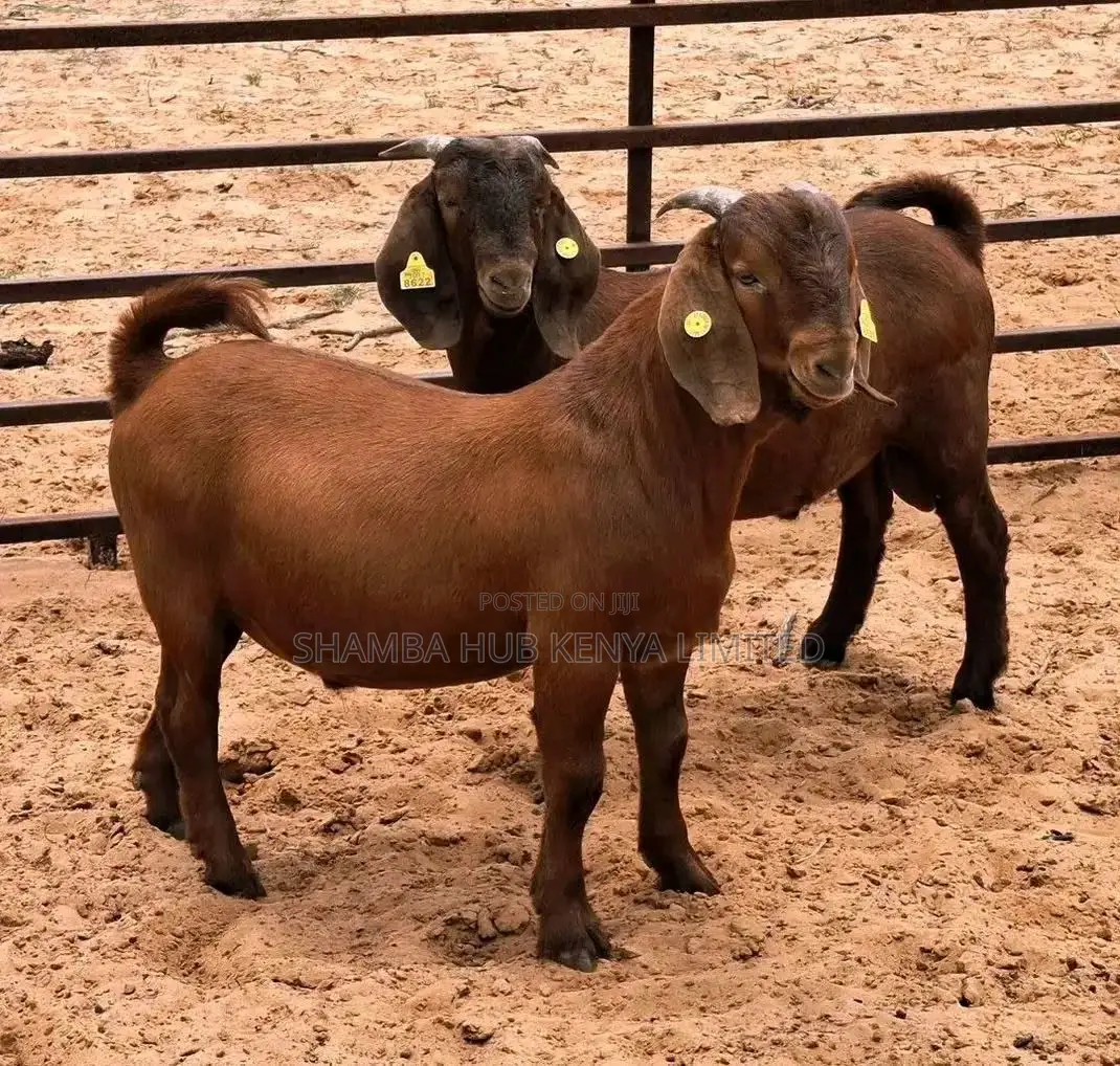 Red Kalahari