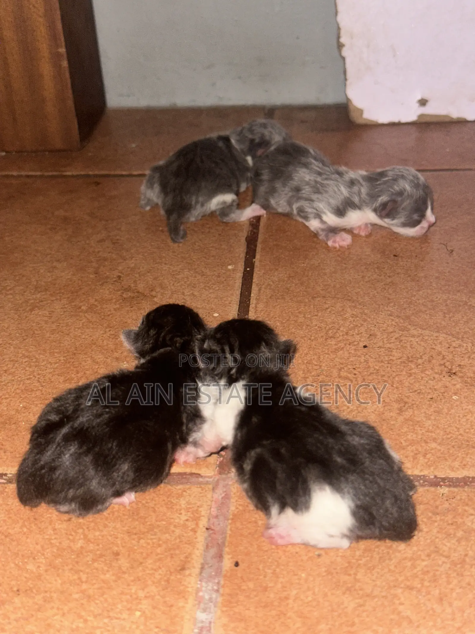 3-6 months Female Purebred Persian