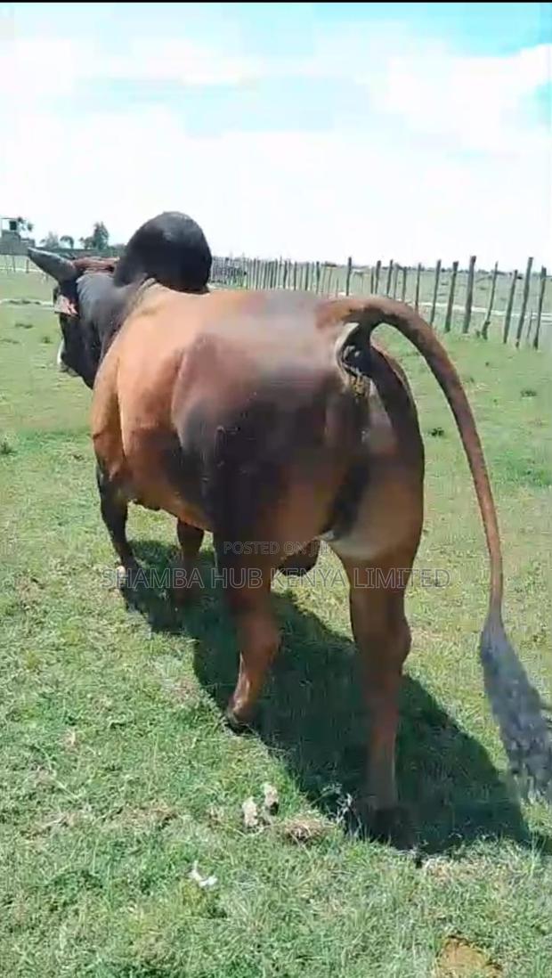Brahman Cows