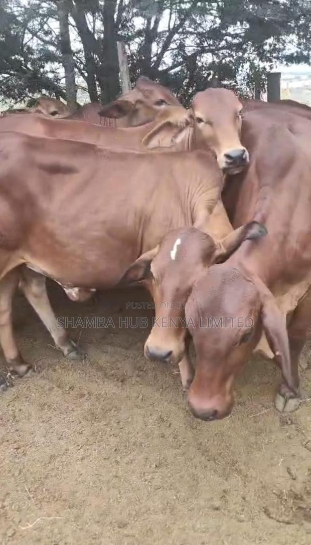 Brahman Cows - thumbnail 2