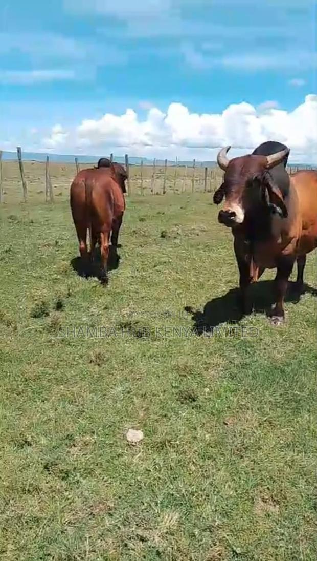Brahman Cows - thumbnail 6