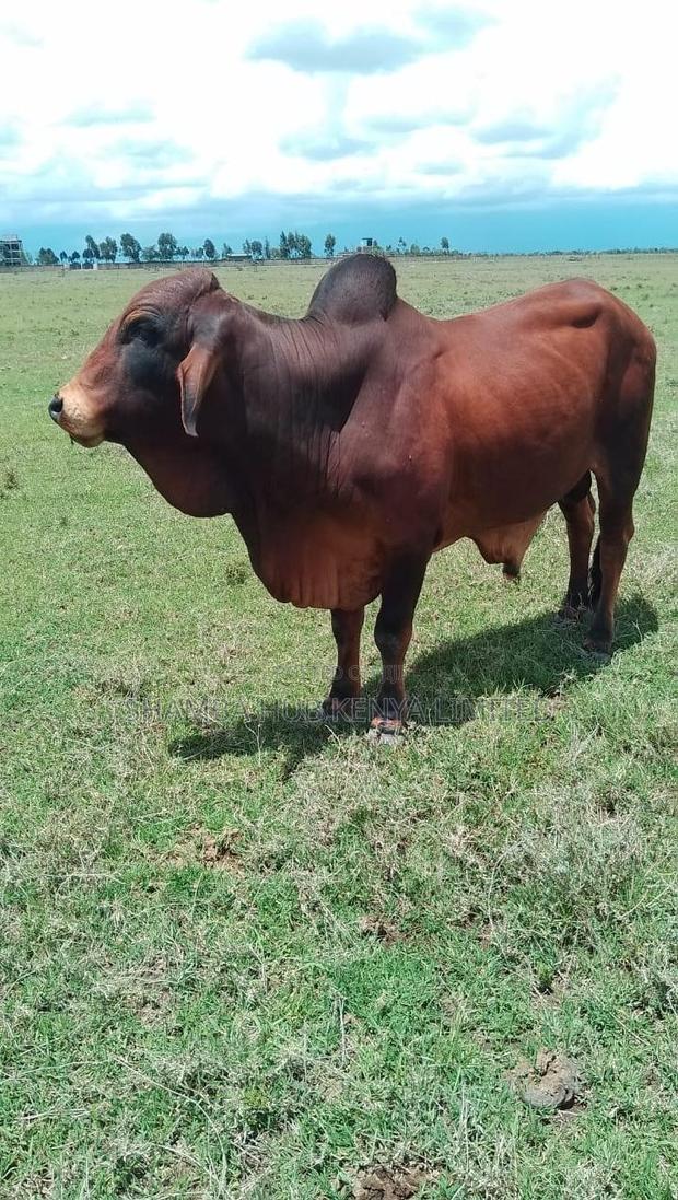 Brahman Cows - thumbnail 8
